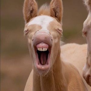 Meet your Posher, Isabella